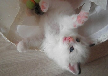 mâle seal bicolour  - Chatterie Ragdolls du Val de Beauvoir